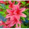rhododendron korin  ref :31050145
