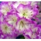 VENDU rhododendron l. mangetsu ref :22050159