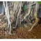 VENDU ficus formosana bonsai ref : 25090151
