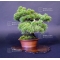 Pinus pentaphylla bonsai ref: 15040153