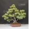 vendu Pinus pentaphylla ref: 10040156