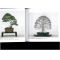 kokufu-ten bonsai exhibition catalogue 83 (2009)