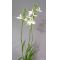 habenaria radiata white egret orchid 5 bulbs