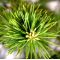 Five-needle Japanese pine bonsai ref: 23110124