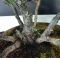 Five-needle Japanese pine bonsai ref: 23120131