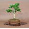 Acer palmatum shishigashira ref : 12030143