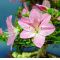 rhododendron l. nasuno ref 200601410