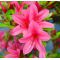 VENDU rhododendron korin  ref :31050145