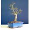VENDUAcer palmatum shishigashira ref : 12030142