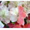 rhododendron hanazono 170601515