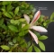 Rhododendron variété sachi no tsukasa ref:24050171