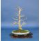 acer palmatum shishigashira ref:200601411