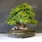 acer buergerianum bonsai ref: 20060148