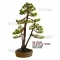pinus pentaphylla bonsai ref: 300901515
