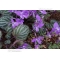 Korean white flowering violet
