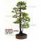 pinus pentaphylla bonsai ref: 300901515
