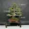 Pinus pentaphylla zuisho bonsai ref: 24020165