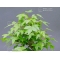 acer buergerianum bonsai ref :02030162