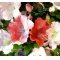 rhododendron hanazono 170601515