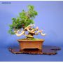 juniperus-chinensis-itoigawa-ref230701413