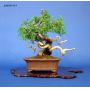 juniperus-chinensis-itoigawa-ref230701417