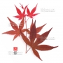 graines-d-acer-palmatum-attraction