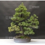 pinus-pentaphylla-241001615