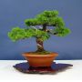 VENDU juniperus chinensis itoigawa ref :12010154