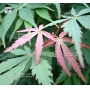 Graines d'Acer Amoenum Wakehurst pink