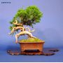 VENDU juniperus chinensis itoigawa ref230701416
