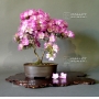 VENDU rhododendron l. mangetsu ref :22050159