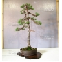 VENDU Pinus pentaphylla ref 14090153