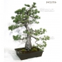 VENDU Pinus pentaphylla ref: 04120156