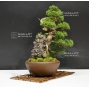 VENDU juniperus chinensis itoigawa ref 241001614