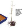 Hêtre du japon fagus crenata de semis. 15/25 cm
