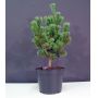 Pinus parviflora var. negishi 4 litres