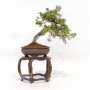 juniperus chinensis itoigawa ref : 03030234