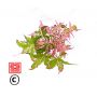 EPUISE  Acer palmatum 'Asahi-zuru' en godet