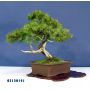 VENDU juniperus rigida ref:05120141