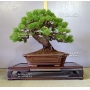 VENDU Pinus pentaphylla ref: 10040158