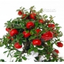 VENDU cotoneaster m. variegata ref : 9100157