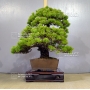 VENDU Pinus pentaphylla ref: 10040157