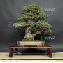 VENDU Pinus pentaphylla zuisho ref: 10040155