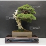 VENDU juniperus chinensis itoigawa ref 26100162