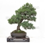 vendu Pinus pentaphylla ref: 21100161
