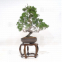 juniperus chinensis itoigawa ref : 03030237