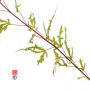 Acer palmatum 'Beni komachi' en godet