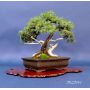 vendu juniperus rigida ref:10120141