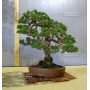 vendu juniperus chinensis itoigawa ref :11090151