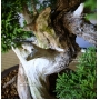 VENDU juniperus chinensis itoigawa ref 241001614